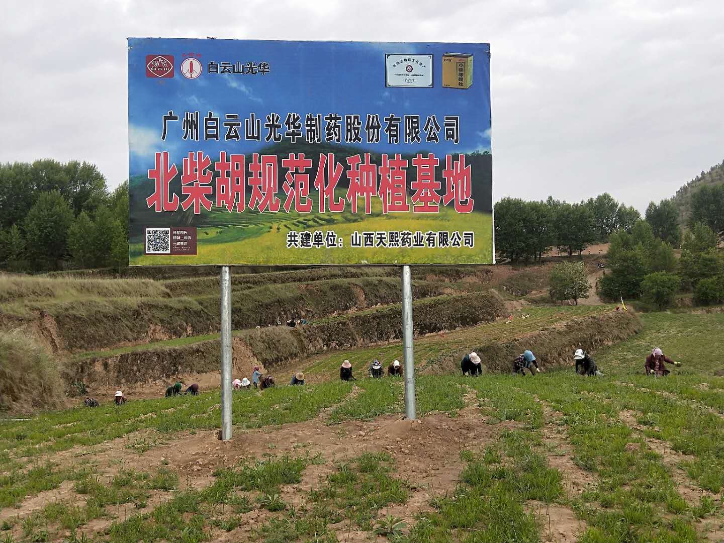 白云山小柴胡為中藥材產(chǎn)業(yè)精準扶貧對癥下“藥”